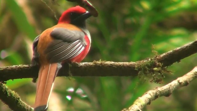 Trogon de Whitehead - ML200937991