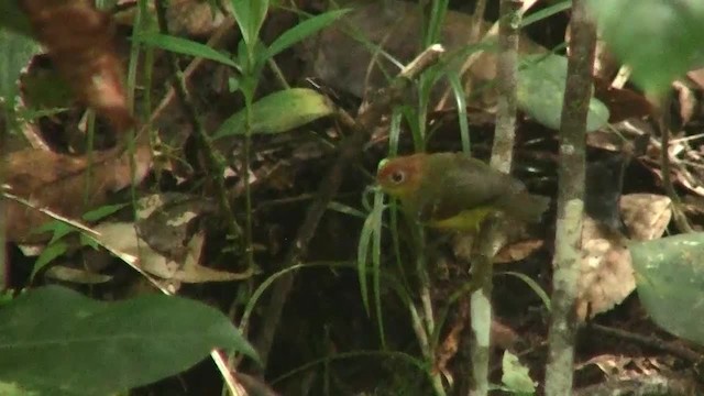 Yellow-breasted Warbler - ML200938001