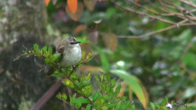 Yellow-vented Bulbul - ML200938011