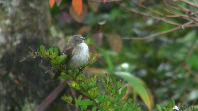 Yellow-vented Bulbul - ML200938021