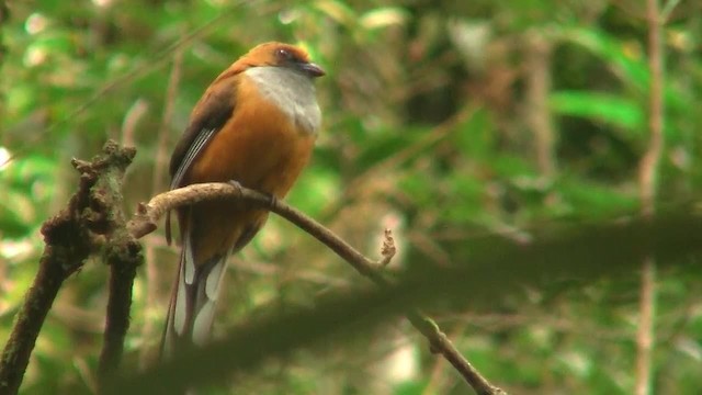 Whitehead's Trogon - ML200938061