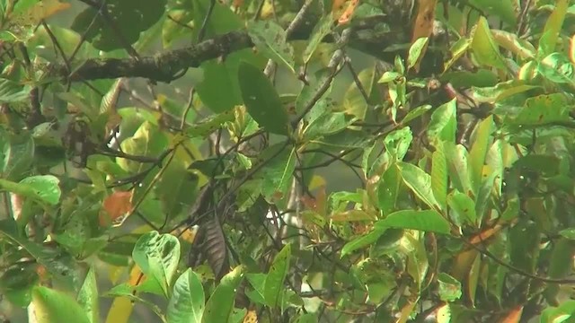 Bornean Leafbird - ML200938091