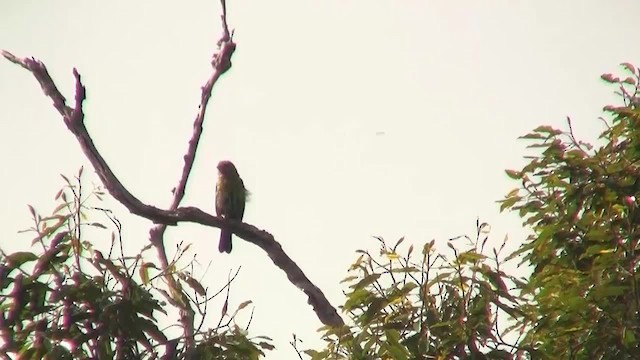 barbet bornejský - ML200938181