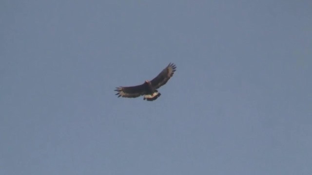 Mountain Serpent-Eagle - ML200938201