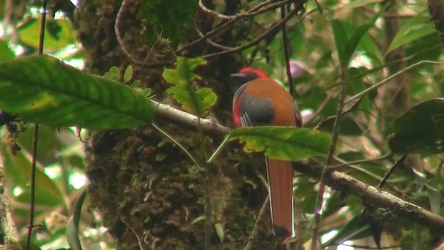 Trogon de Whitehead - ML200938221