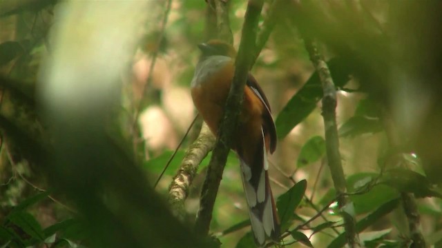 trogon šedoprsý - ML200938251