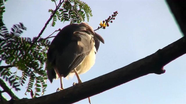 Black-crowned Night Heron (Eurasian) - ML200938291