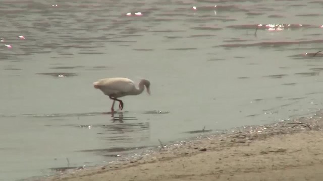 Chinese Egret - ML200938311