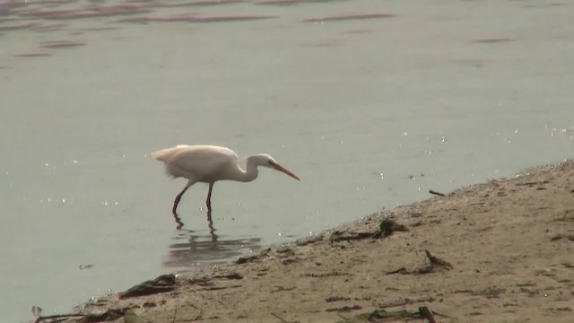 Aigrette de Chine - ML200938321