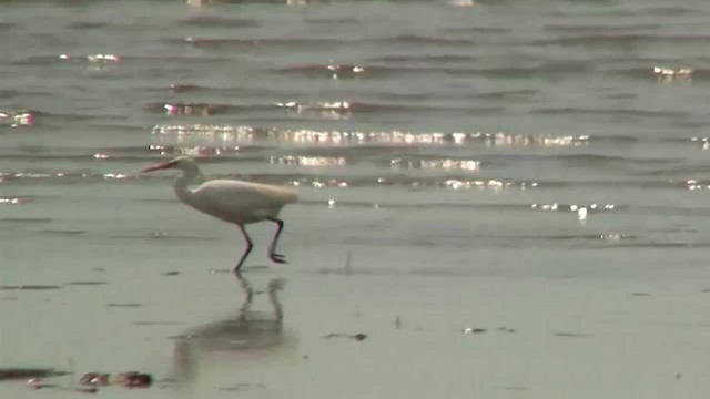 Chinese Egret - ML200938371