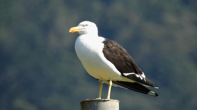 Goéland dominicain (dominicanus) - ML200938401