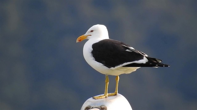 Kelp Gull (dominicanus) - ML200938411