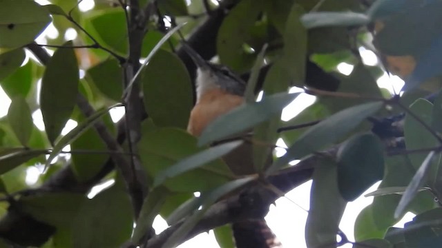 Long-billed Wren - ML200938431