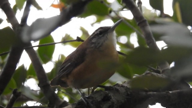 Langschnabel-Zaunkönig - ML200938441