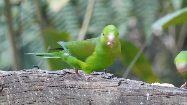 オナガミドリインコ - ML200938491