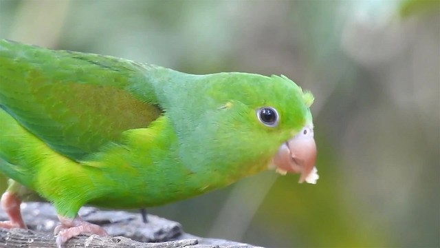 Plain Parakeet - ML200938501