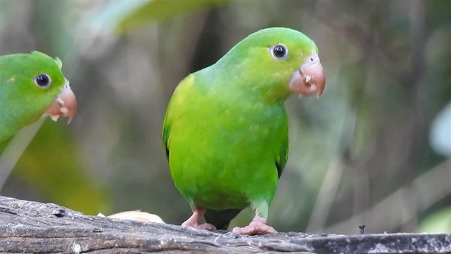 Plain Parakeet - ML200938511