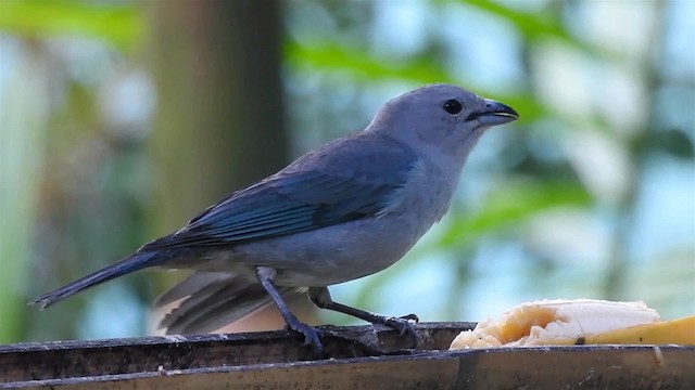 Sayaca Tanager - ML200938531