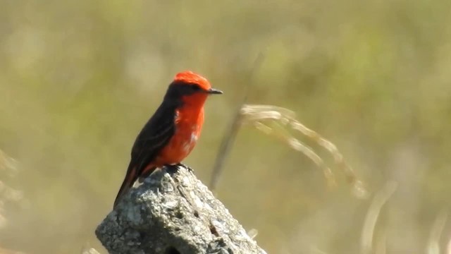 Ateş Renkli Sinekkapan (rubinus) - ML200938571