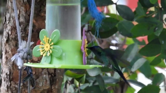 kolibřík fialovotemenný - ML200938581