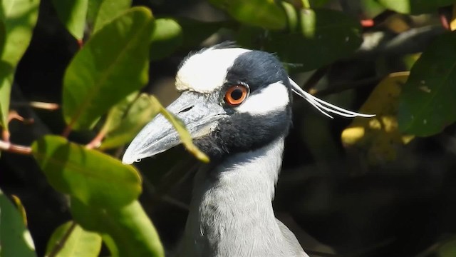 Yellow-crowned Night Heron (Yellow-crowned) - ML200938601