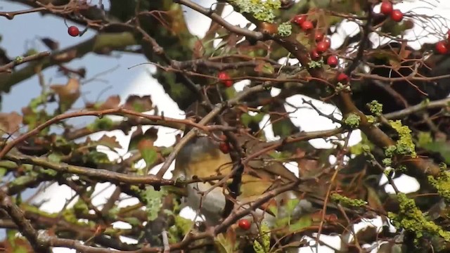 Eyebrowed Thrush - ML200938641