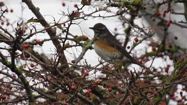 Eyebrowed Thrush - ML200938651