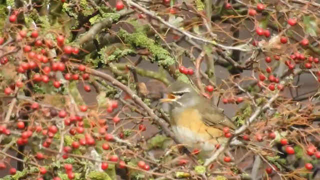 Eyebrowed Thrush - ML200938661