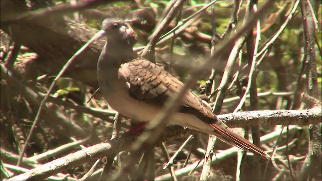 Bar-shouldered Dove - ML200938771