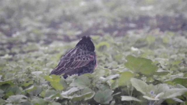 Peruvian Meadowlark - ML200938911