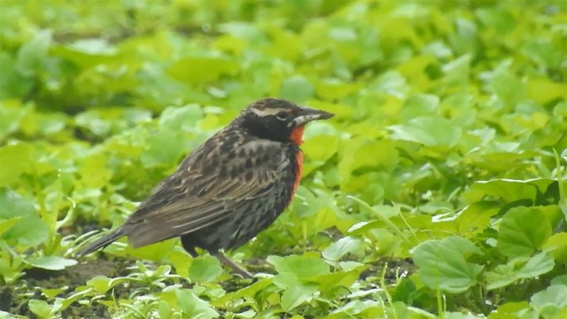 Peruvian Meadowlark - ML200938921