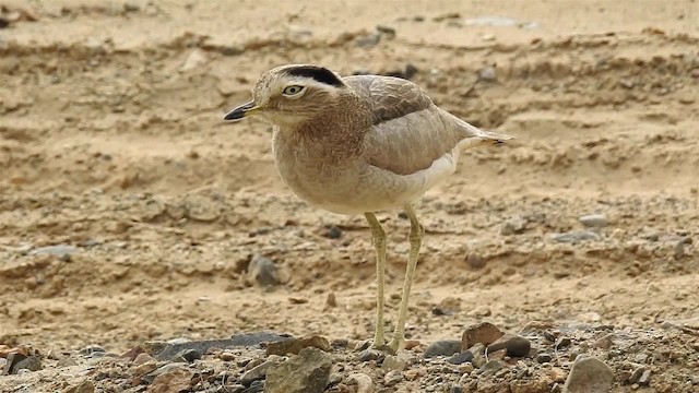 Peruvian Thick-knee - ML200939031