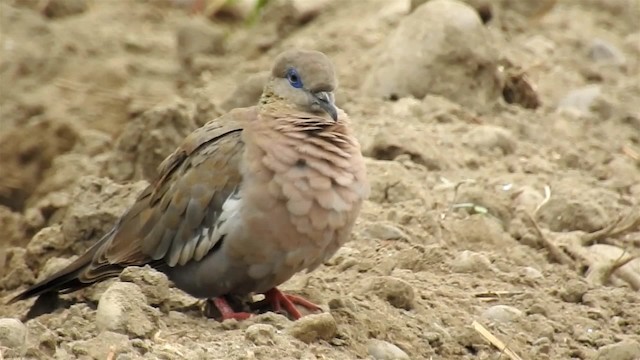 Zenaida Peruana - ML200939051