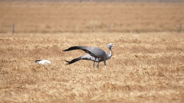 Grue de paradis - ML200939131