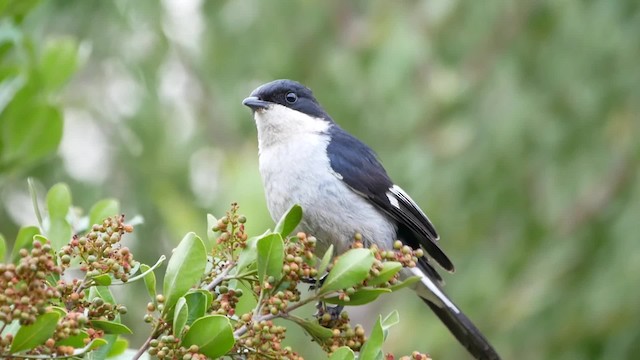 Fiscal Flycatcher - ML200939151