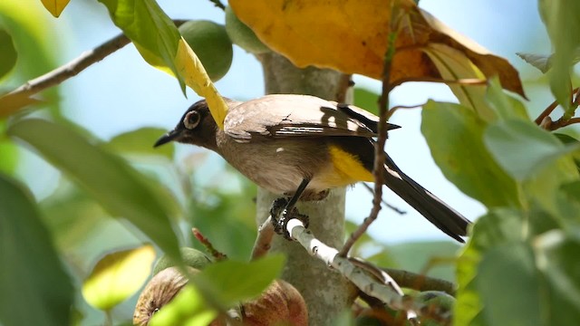 Bulbul du Cap - ML200939201