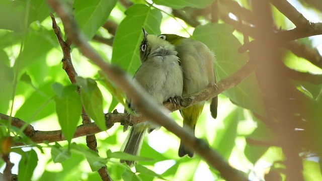Kapbrillenvogel (capensis) - ML200939221