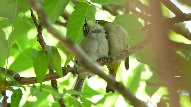 Капская белоглазка (capensis) - ML200939221