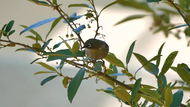 Капская белоглазка (capensis) - ML200939231