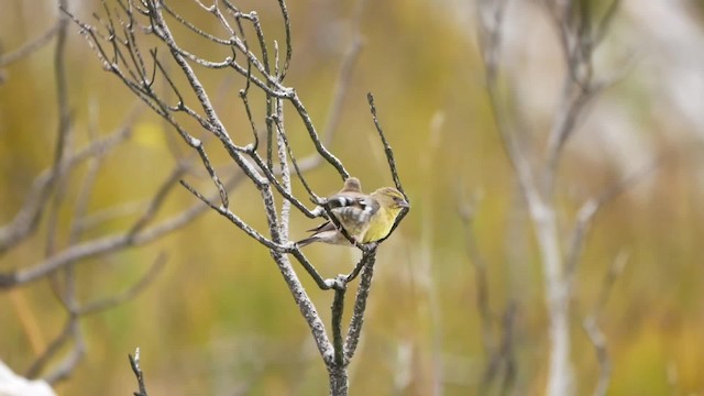 Cape Siskin - ML200939281