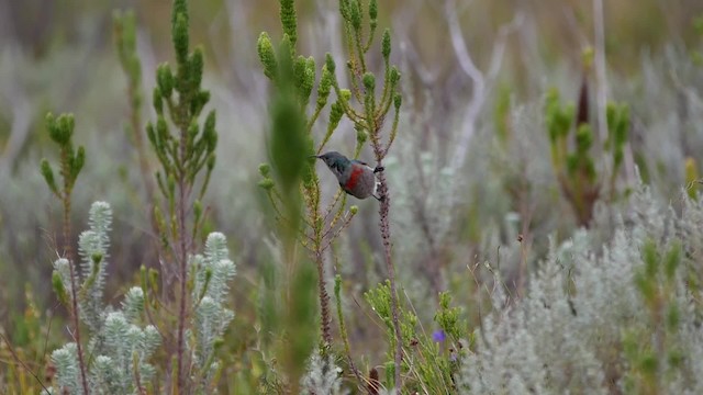 Southern Double-collared Sunbird - ML200939291