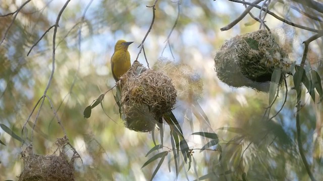 Cape Weaver - ML200939311