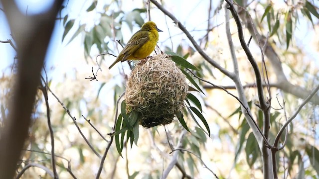 Cape Weaver - ML200939321