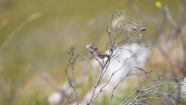 Red-headed Cisticola (Red-headed) - ML200939331