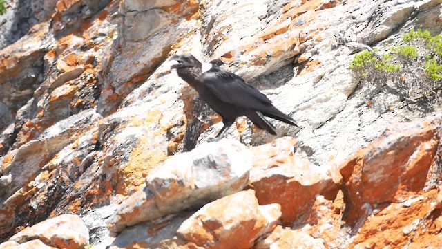 White-necked Raven - ML200939341