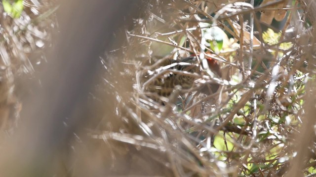 Knysna Woodpecker - ML200939361