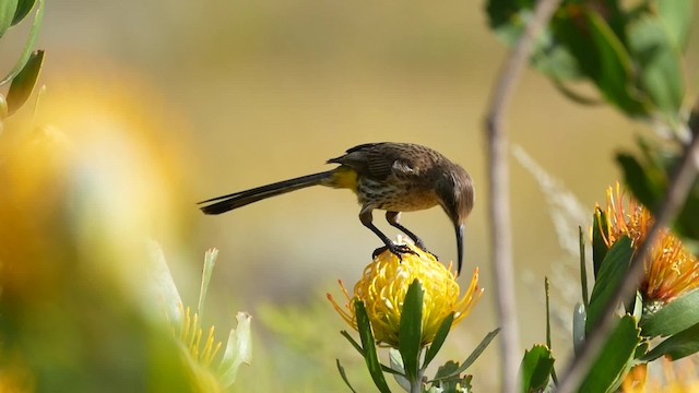 cukernatka kapská - ML200939381