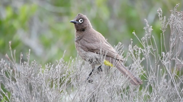 Cape Bulbul - ML200939391