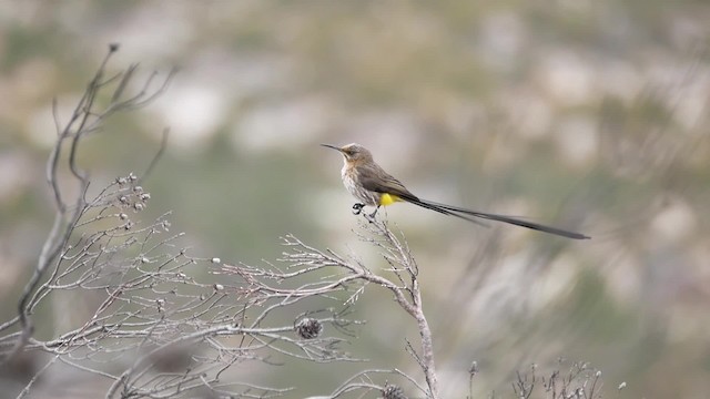 cukernatka kapská - ML200939401