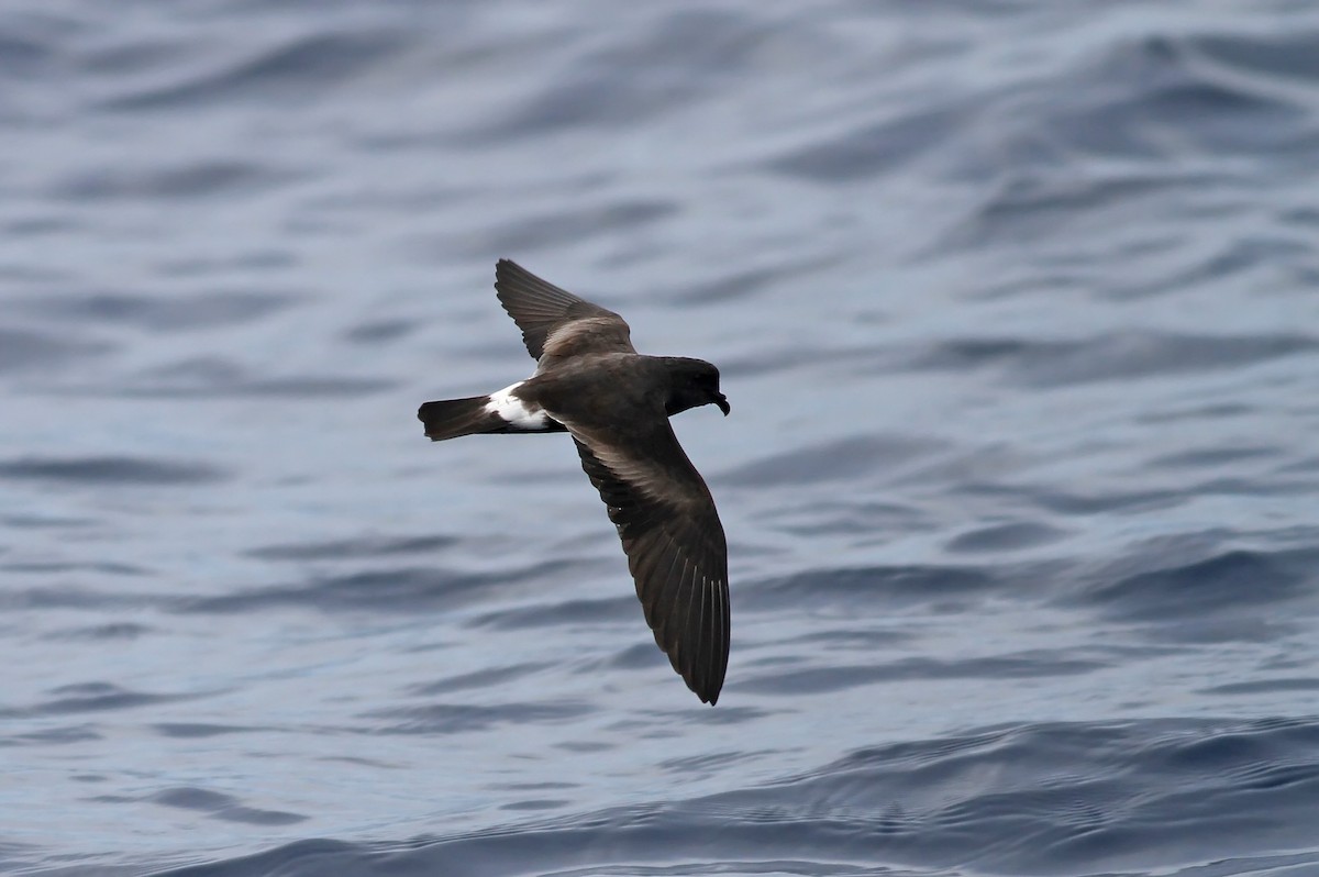 Band-rumped Storm-Petrel - ML20093941